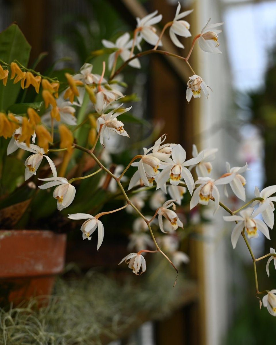 Gardens of Golden Gate Park tweet media