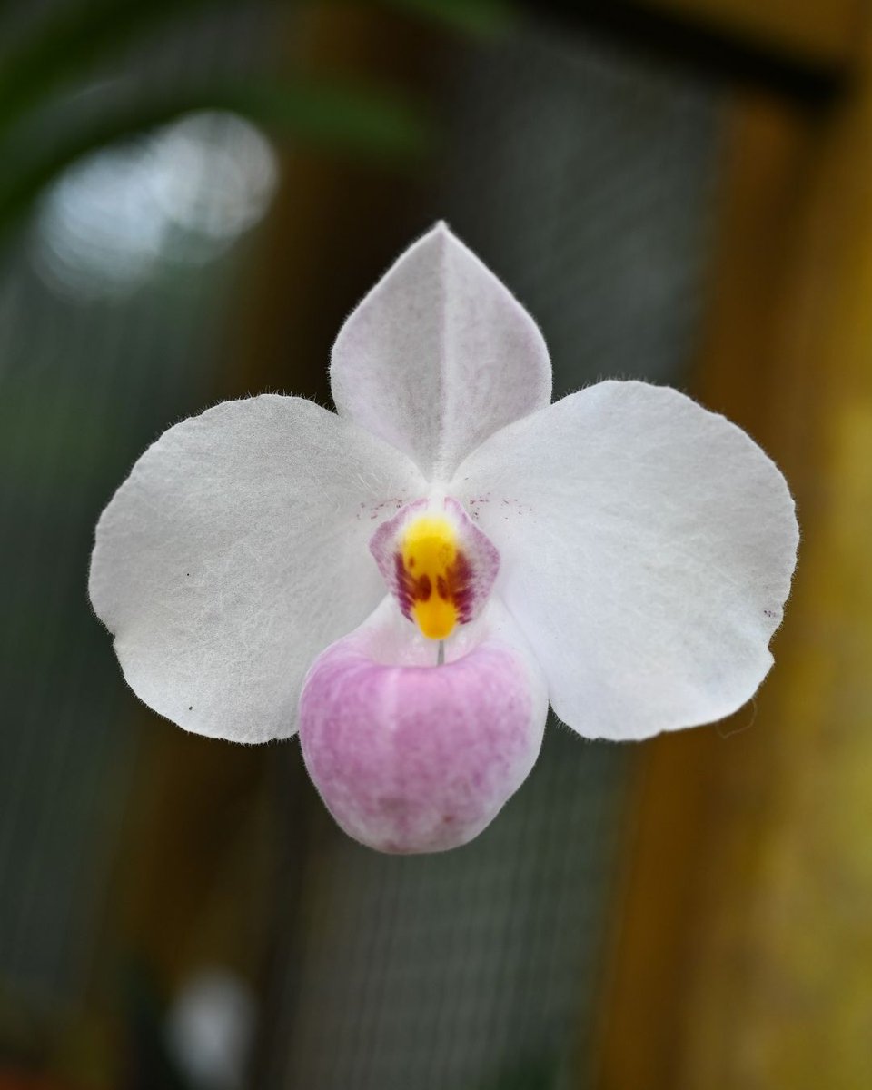 Gardens of Golden Gate Park tweet media