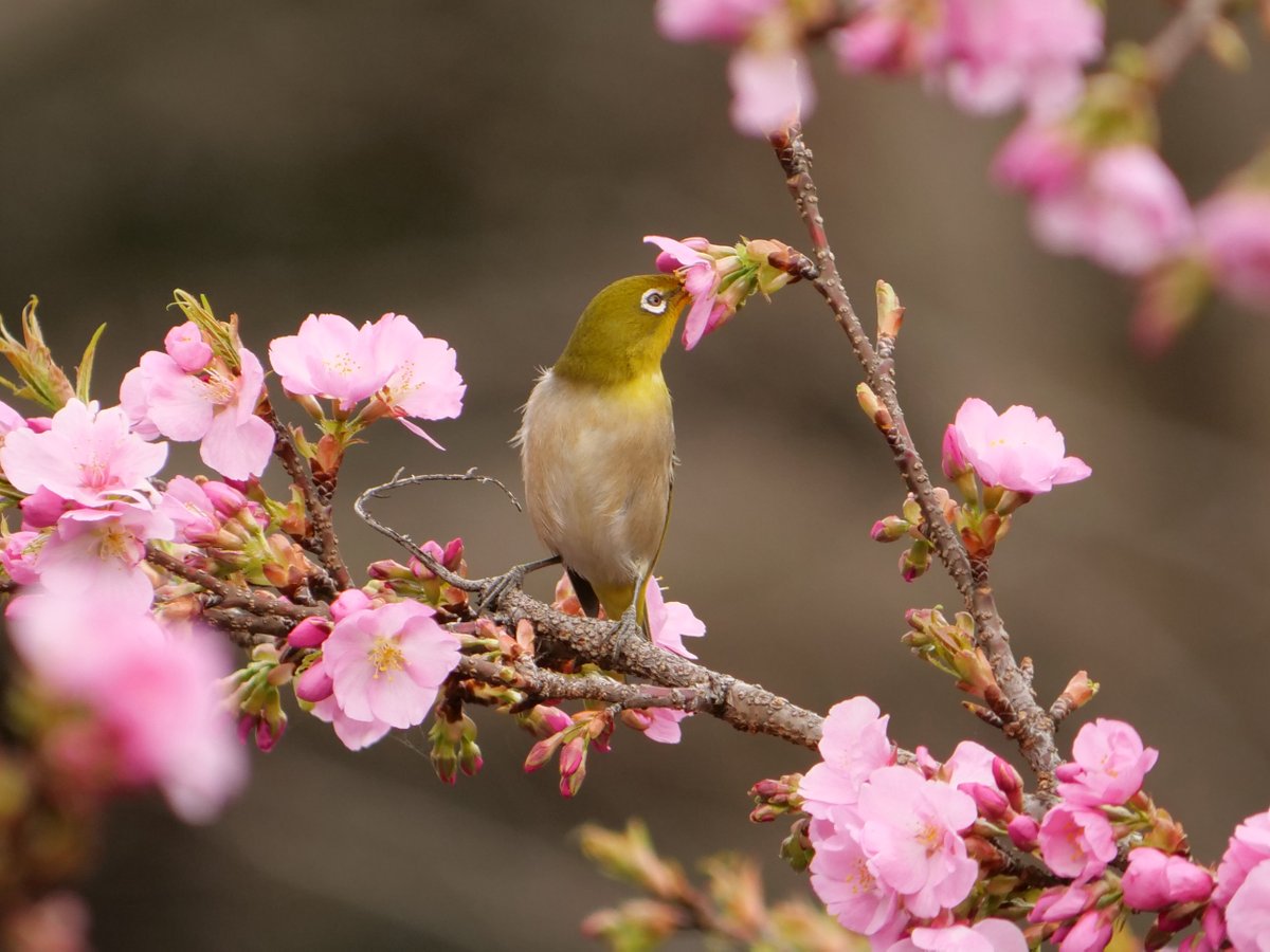 MichiyoshiHosoe's tweet photo. 河津桜の蜜を吸うメジロさん。 https://t.co/lfwQmjzSpz