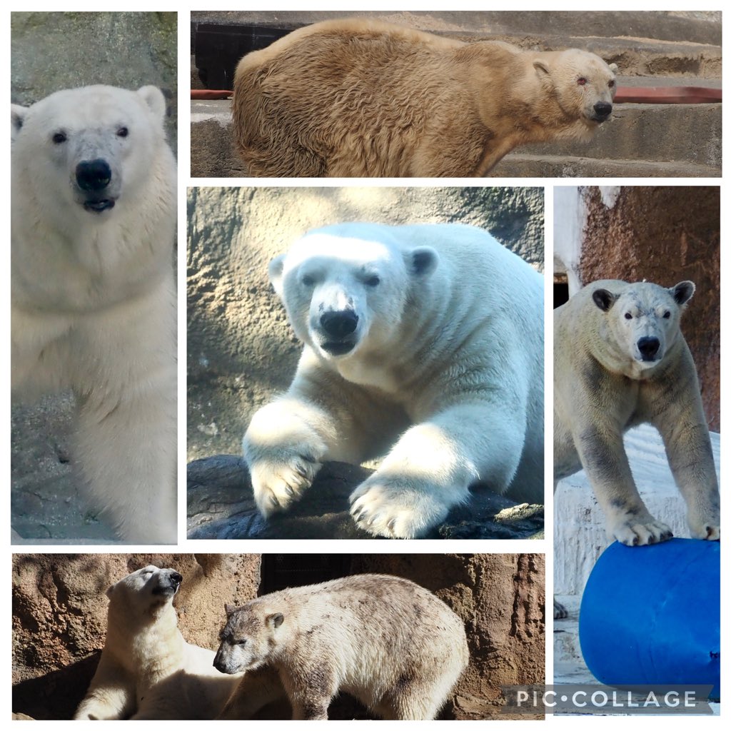 #国際ホッキョクグマの日
#ゴーゴ #バフィン #モモ
#イッちゃん #ホウちゃん #ライ