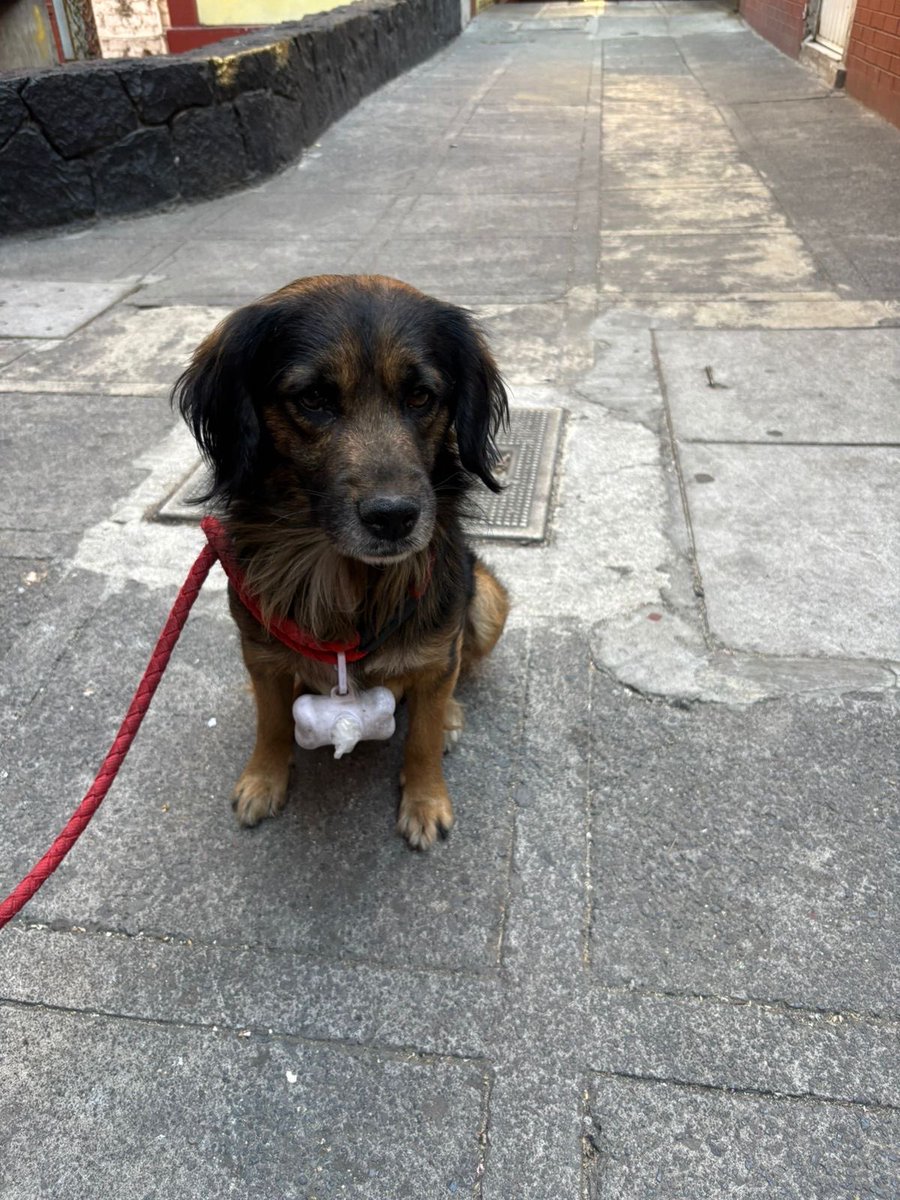 Ayúdanos a que regrese a casa, lo encontraron por parque Pedro Plascencia el parque  informes al 5539540349 <a href="/UbicapetMexico/">UBICAPET MÉXICO</a> <a href="/PrrosPerdidosMX/">PerrosPerdidosMx</a> <a href="/VecinosAnzures/">Vecinos #Anzures</a> <a href="/MarthaDiaz_58/">Martha Díaz Sánchez</a>