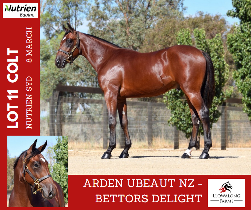 Southcombe Stables (@southcombestbls) on Twitter photo 