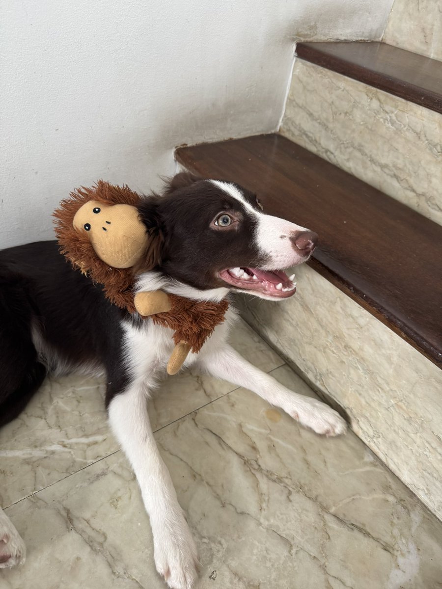Yuriibmatos's tweet photo. Ele tbm tem um macaco de pelúcia https://t.co/L0cxJNO50R