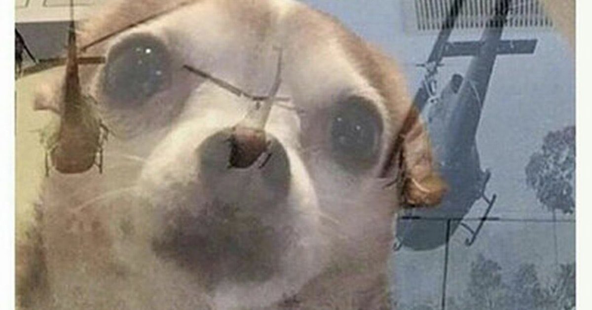 Mon Laferte cada vez que escucha los gritos del Rafa #Vina2026