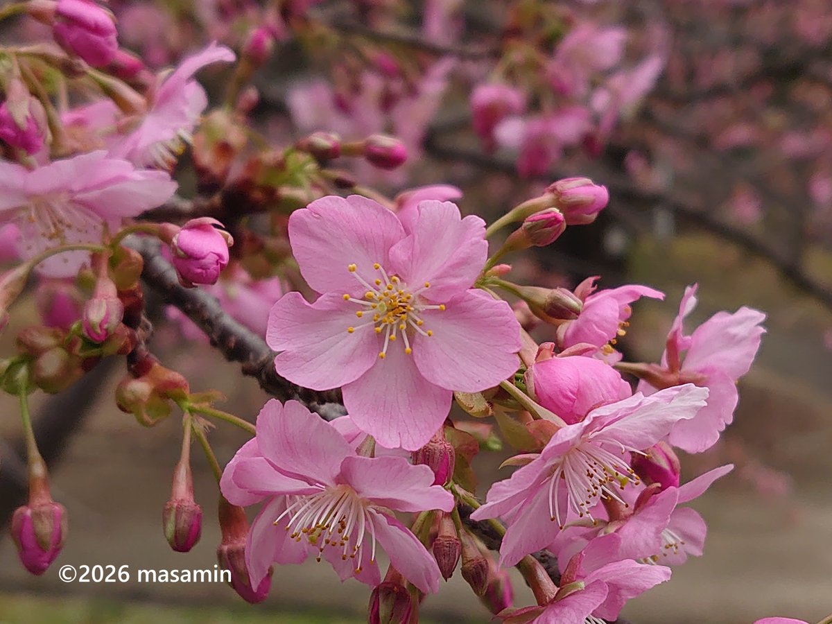 MasaMiyatakun's tweet photo. こんにちは🤗

この地でも咲き始めました

#カワヅザクラ （河津桜）
学名　Cerasus × kanzakura ‘Kawazu-zakura’
バラ科サクラ属の落葉高木
オオシマザクラとカンヒザクラの自然交雑種と推定

枚方市 #山田池公園 にて on Feb 26, 2026 https://t.co/CVpOEKNAjx