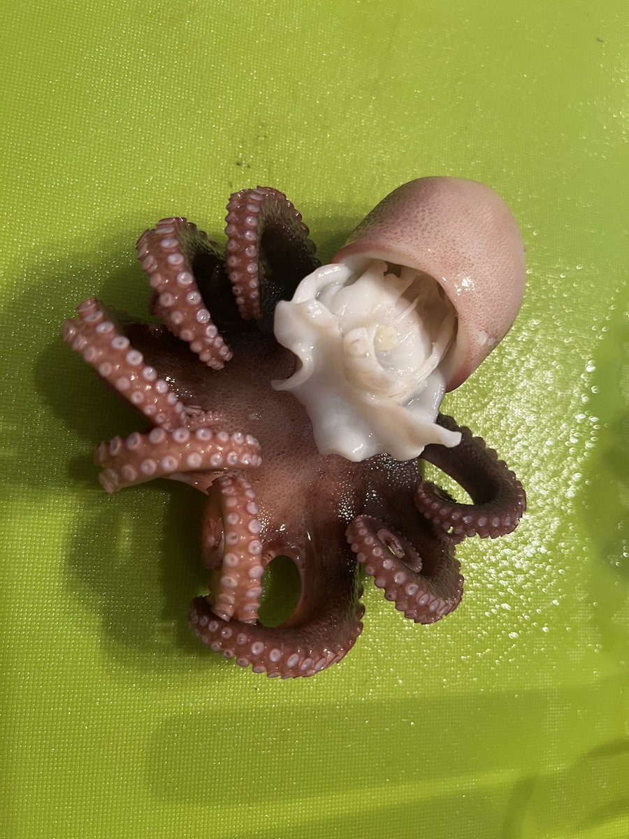 リハーサル前、タバコを買いに行く途中で15分の朝練エギング🦑。来たのはマダコ🐙。このあと煙草買って帰りました。晩酌は決まりだ。