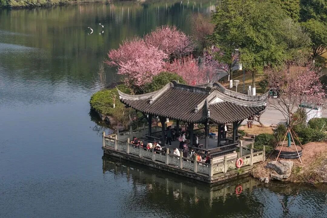 sxio69585's tweet photo. 重庆园博园，早樱盛放，春天的温柔长满枝头。 https://t.co/YieOZTQlOp