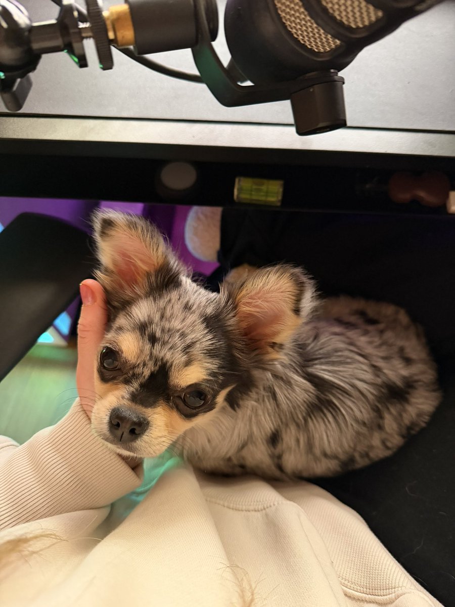 ya prendí. hoy es noche de warzone. les dejo foto de ofelia el 1% del tiempo que se porta bien.