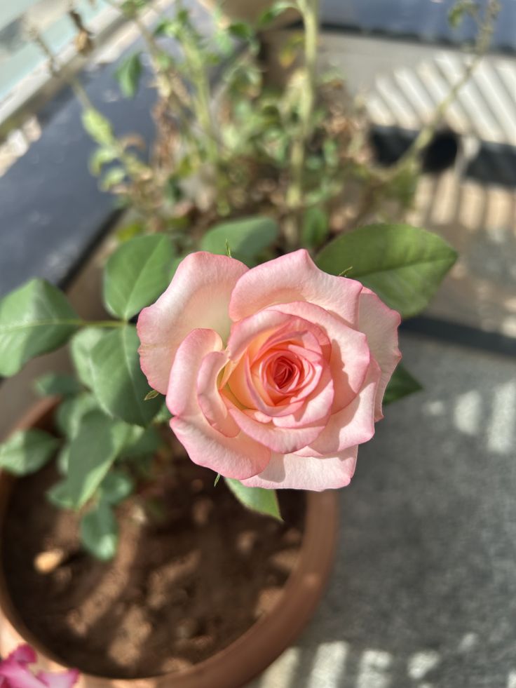 मंगलमय प्रभात 
सीता राम 🙌