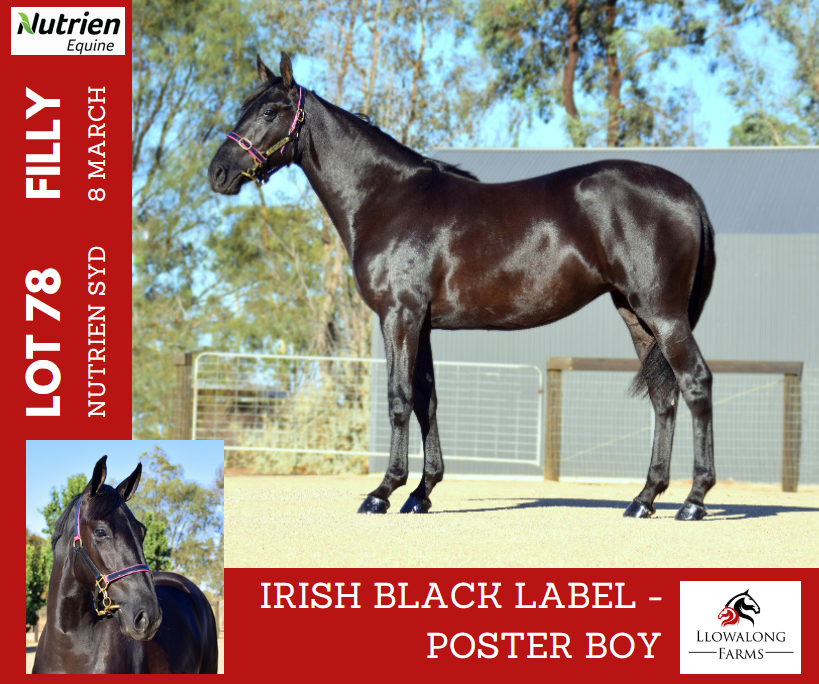 Southcombe Stables (@southcombestbls) on Twitter photo 