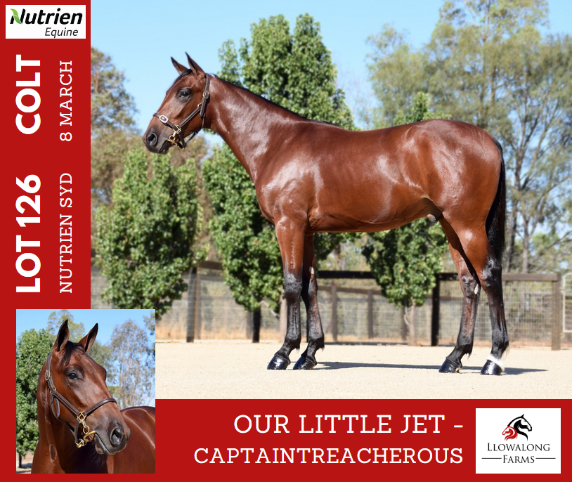 Photographer's favourite from Llowalong's 2026 <a href="/NutrienEquineSB/">Nutrien Equine Standardbred</a> Sydney draft: