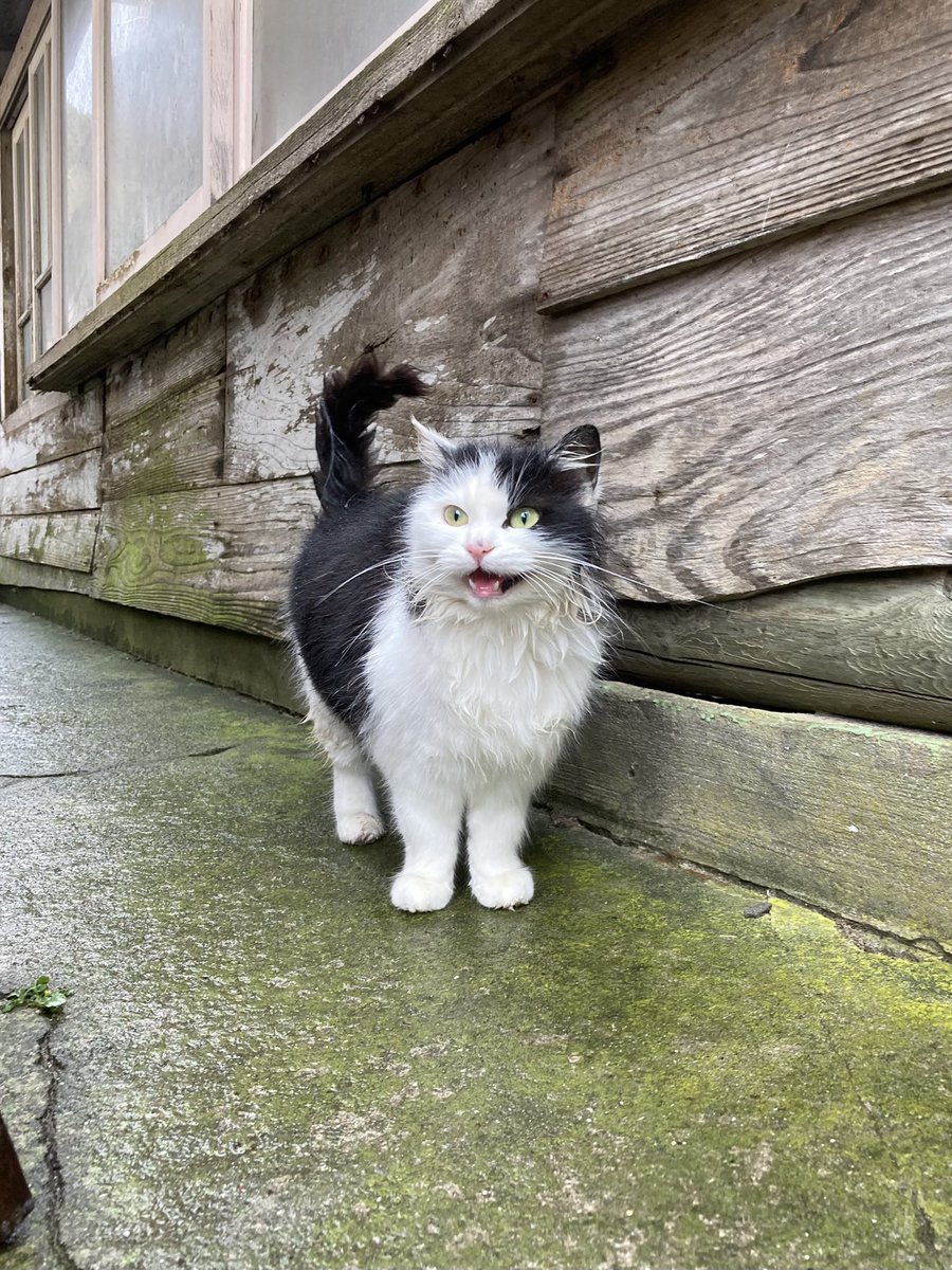 ここ数日会えなかったバロンが朝から来てくれました！変わった様子も