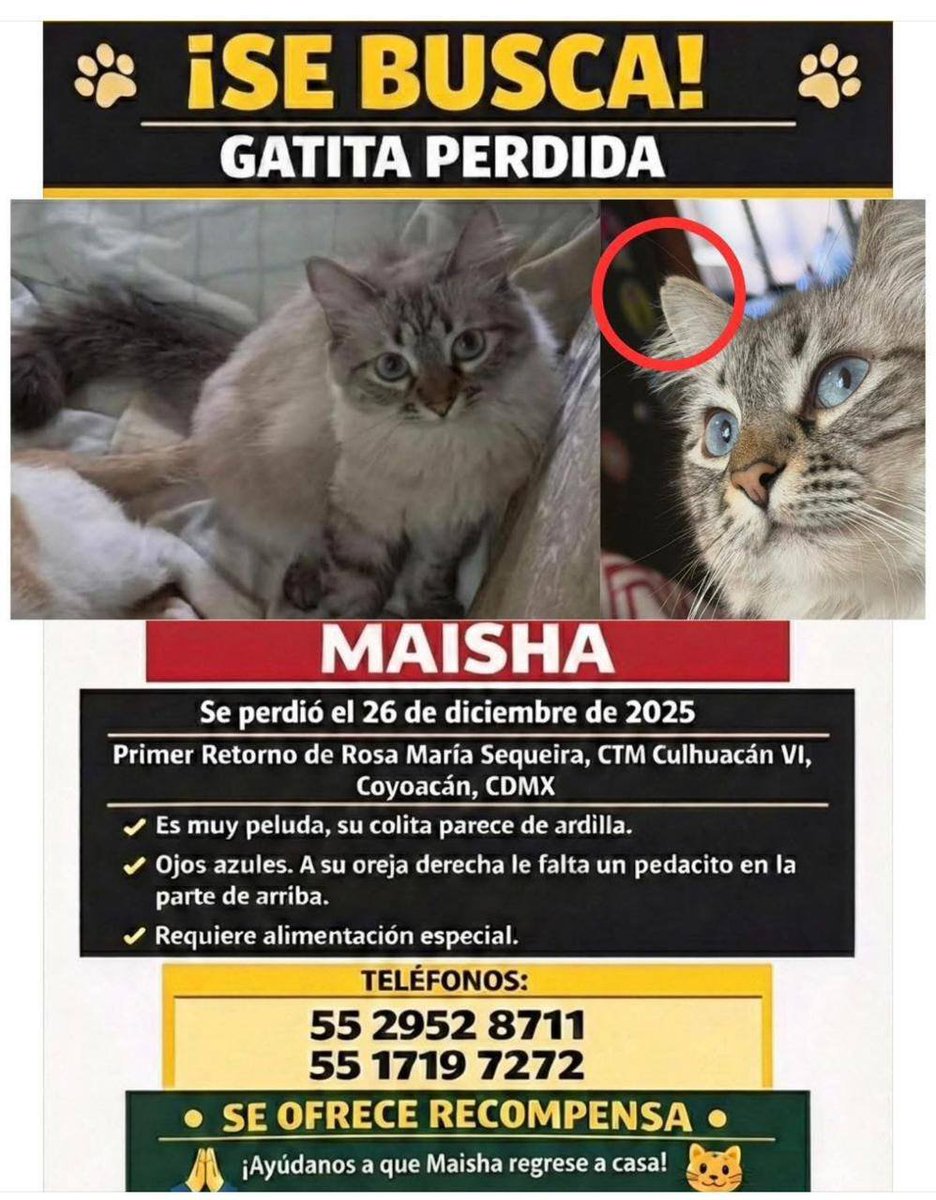 BUSCAN A MAISHA, extraviada el 26 de diciembre de 2025 en CTM Culhuacán <a href="/Ctmculhuacan_/">CTM CULHUACAN CONTRA LA DELINCUENCIA</a> <a href="/ctmculhuacan5/">CTM Culhuacan 5</a> <a href="/CulhuacanCTM/">Culhuacán CTM</a> <a href="/CTMCULHUACAN/">CTM Culhuacán</a> <a href="/MascotasSismo/">Mascotas Sismo</a> gracias por sus amables RT. 🙏