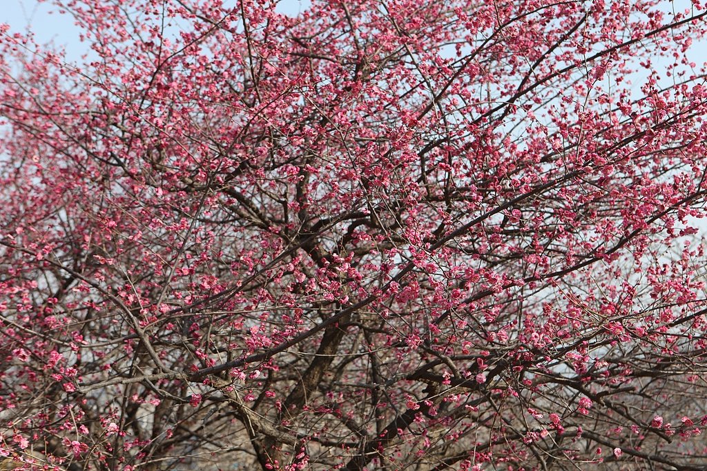 FreshChangan's tweet photo. A wave of peach blossoms has transformed Tangyuan Garden in Xi'an into a sea of pink, drawing crowds eager to witness one of the city’s earliest signs of spring. #ChinaTravel #XiAn @xuejianosaka @CNYouthDaily #EchoesOfSpring @Jinan_ICC https://t.co/4wuCIXbZKO