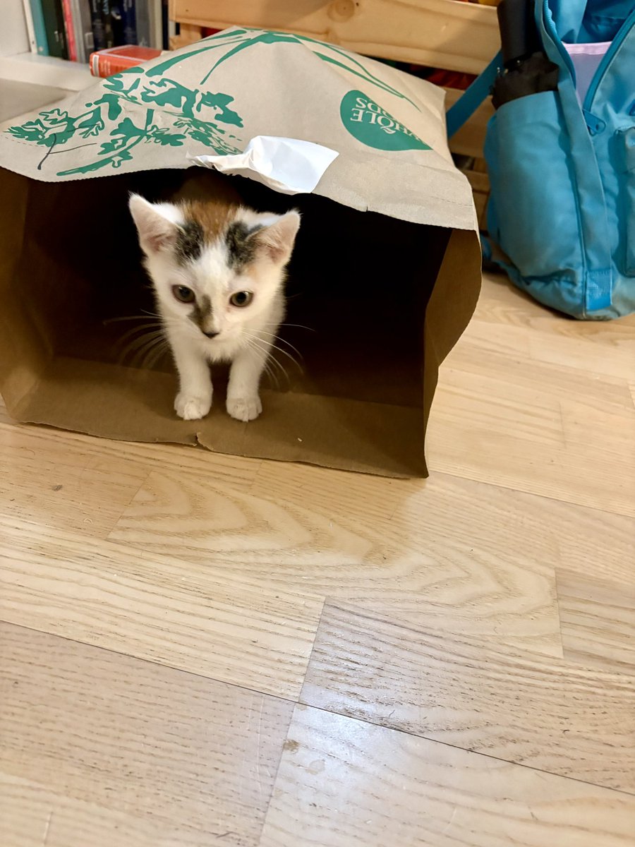 saintsoftness's tweet photo. Temporary cave replacement: https://t.co/nbFyGnBIks