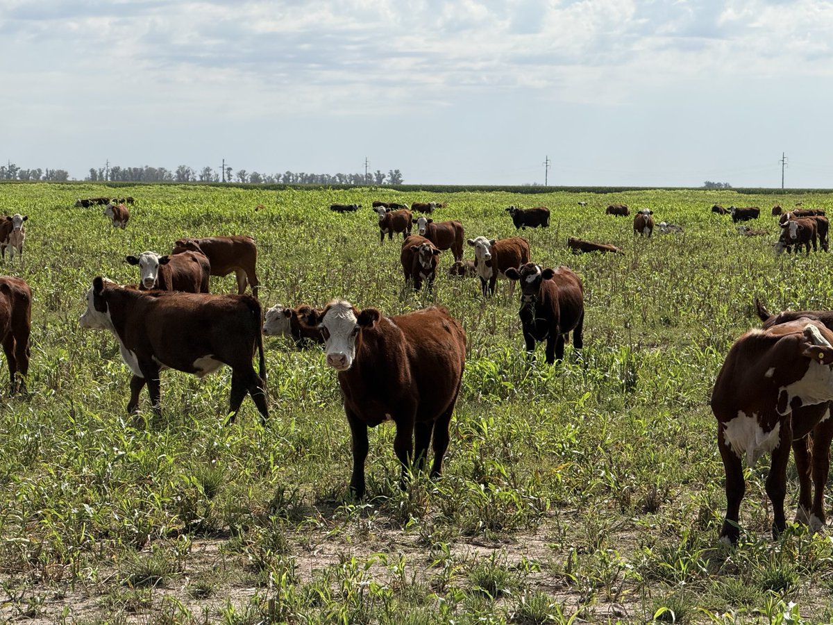 osvaldowluna's tweet photo. Pastoreo de sorgo 
Pastoreo de sorgo rotativo que se come por altura. Comenzó el ciclo a mitad de diciembre, van entre 4/5 vueltas. Tiempo de ocupación de 3 días en lotes de 20 has promedio entrando con 80 cm de altura y saliendo con 40 cm. Tropa de 900 cab. Objetivo es ciclo de 120 días. Carga por ciclo de 7,5 cab. Total de lotes hacen 116 has. 
Ganancia promedio de 650 gr/día, produciendo 550 kg/ha. Ingresos 550x3,2 USD/kg: 1760 USD/ha y gastos de costos directos fijos y variables de 450 USD/ha (implantación, personal, alquiler, estructura, etc). Resultado: Lotes regulares agrícolas (y otros también) vamos con ganandería 🚀