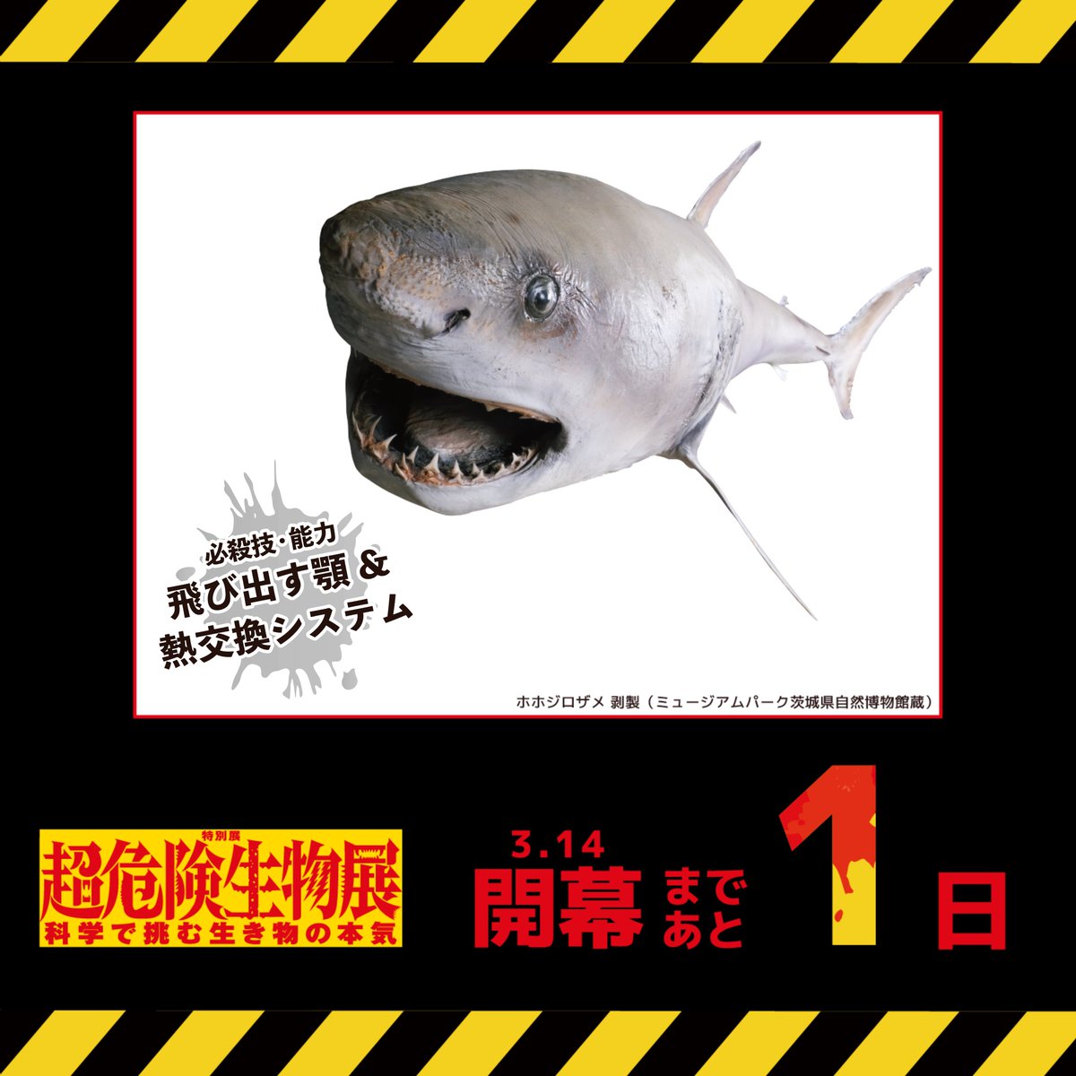 【公式】超危険生物展 tweet media