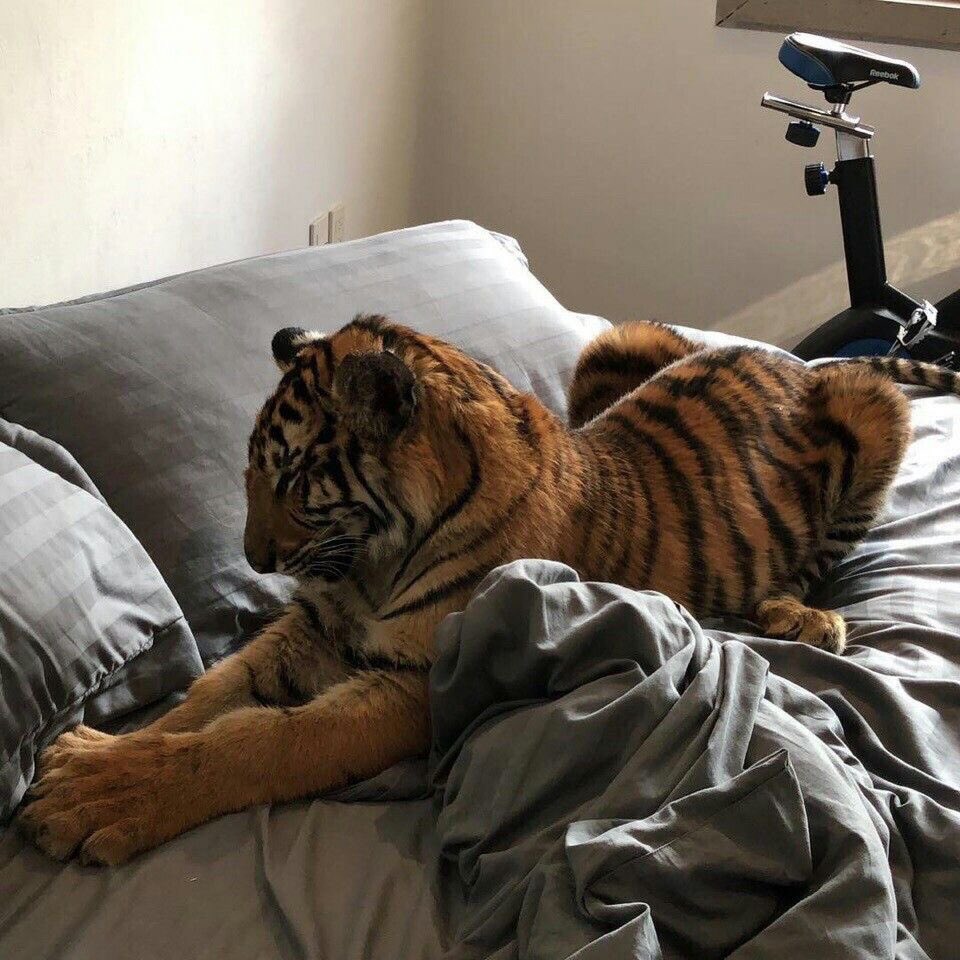 คัย?!

จะ แจมมี่บอดว่าหั้ยพิ้ขึ้นมานอนบนเตียงกับสามลูดั้ย

ออดไป ไออ้วม อย่ามาเบียดพวกจั๊นนะ

ฮึก….