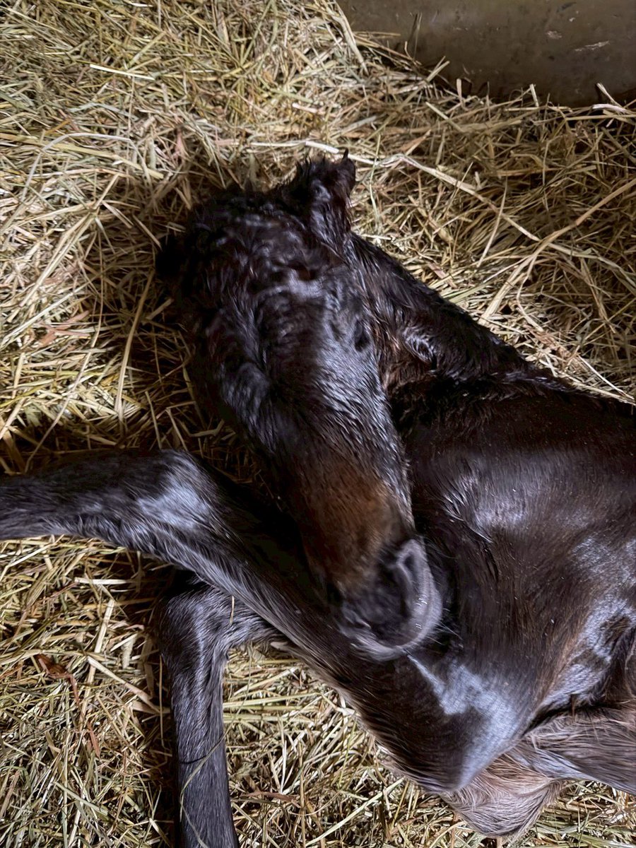 inabafarm's tweet photo. そして8頭目👀続く時は続く🐴無事ならなんでもいいです🙏 https://t.co/j96q49d1Qv