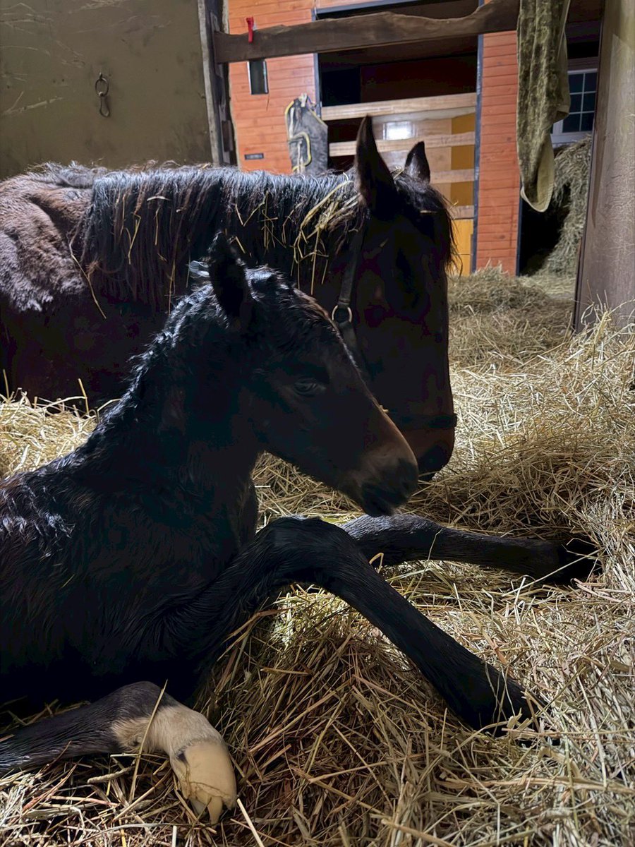 inabafarm's tweet photo. そして8頭目👀続く時は続く🐴無事ならなんでもいいです🙏 https://t.co/j96q49d1Qv