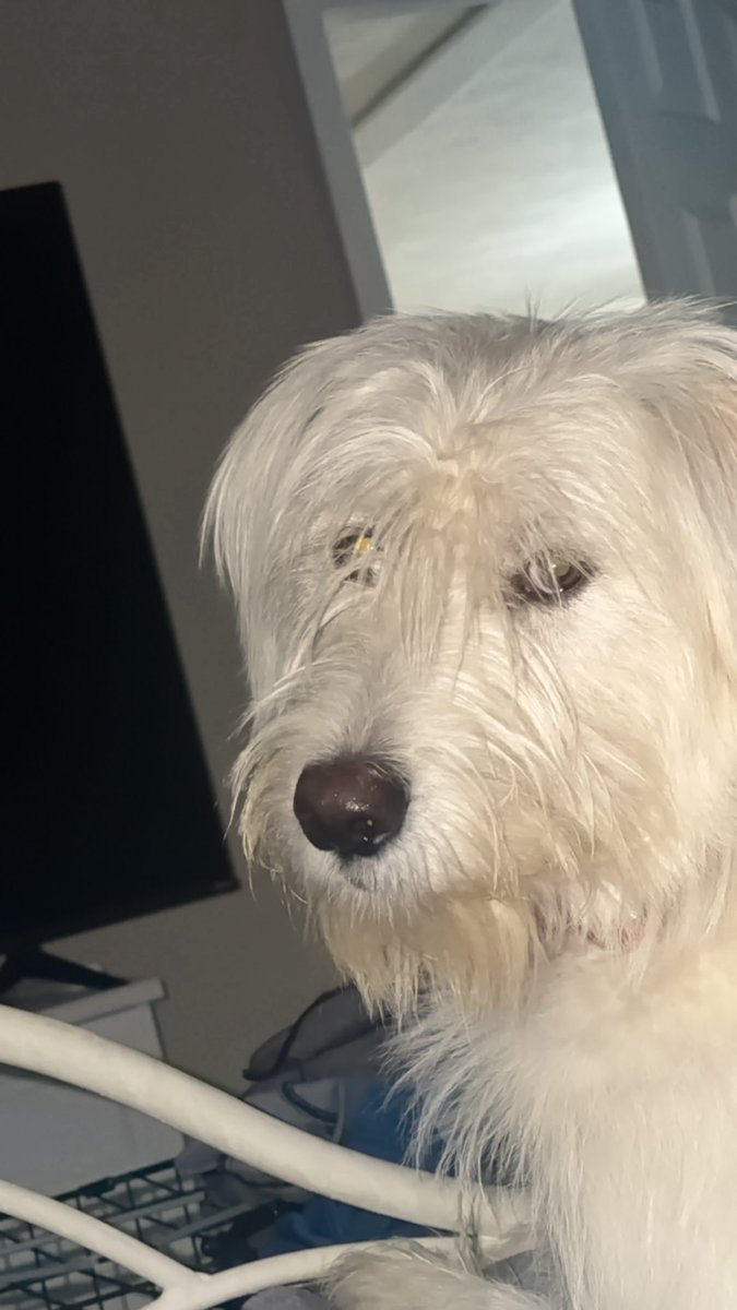 LSpooner18's tweet photo. @UCFProduction 
#poochpics https://t.co/7kMKmX3hJ2