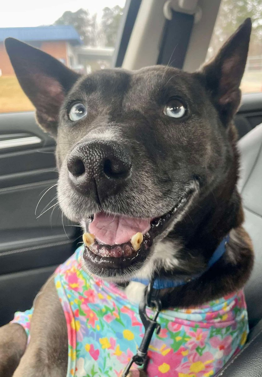 Lola is a gentle,shy girl who just needs a little time and patience to show her true personality. She would do best in a home with a confident canine companion who respects her space and helps her feel secure. 
pets.wake.gov/adopt/257660
#raleigh #shelterdog #AdoptMe #dogsoftwitter