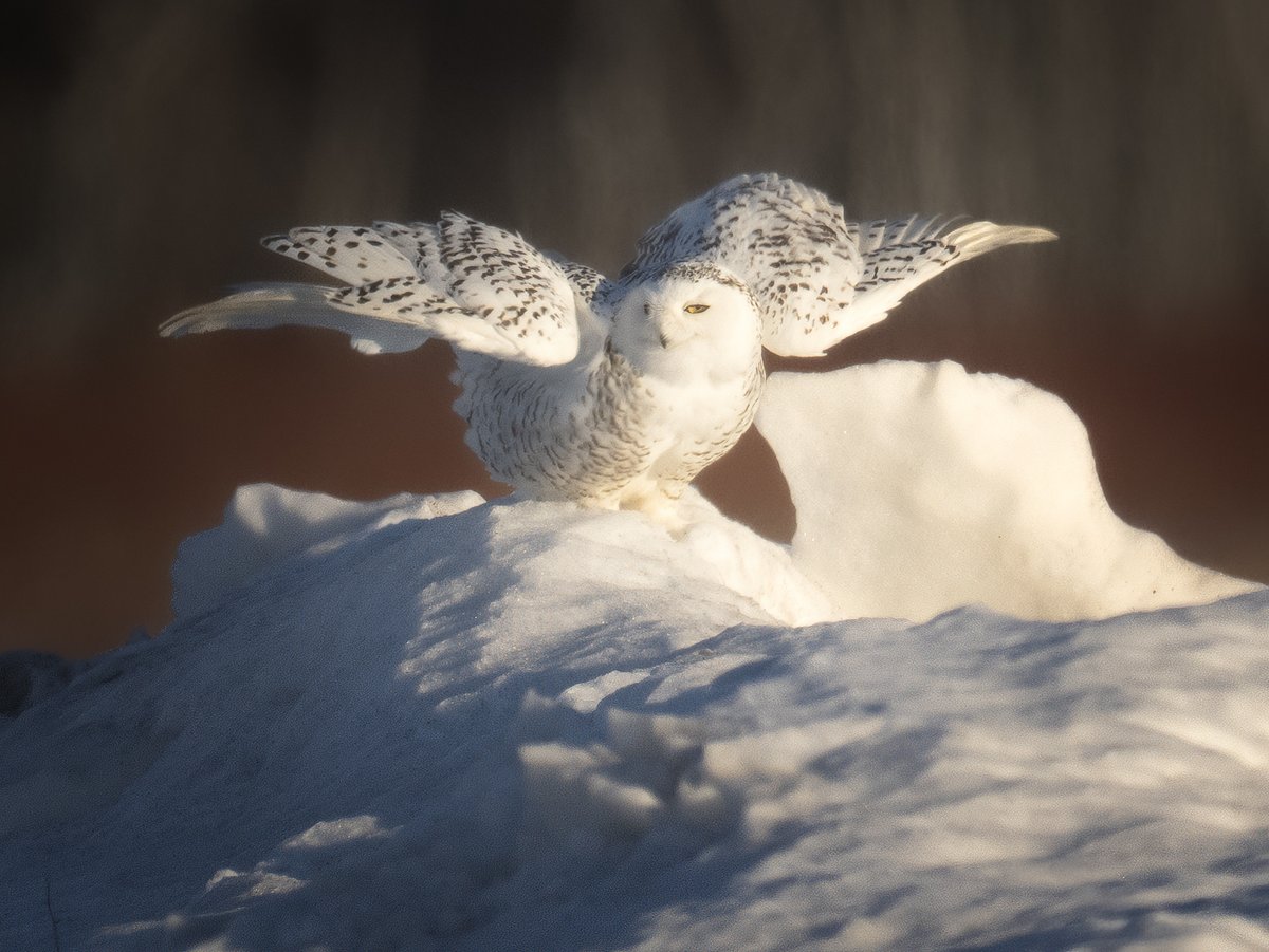 A Snowy Owl from Superior, Wisconsin on a snow pile. #owls #birds #birdphotography