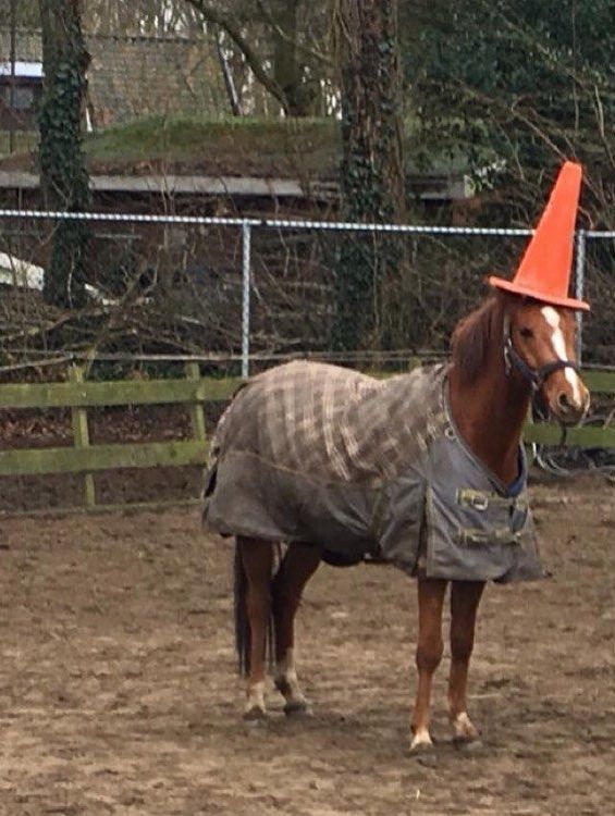 horse dentist tweet media