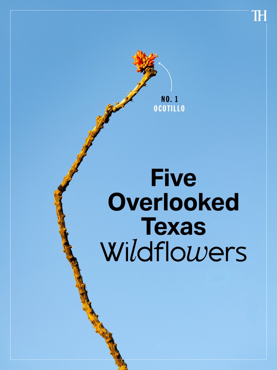Texas Highways Magazine tweet media