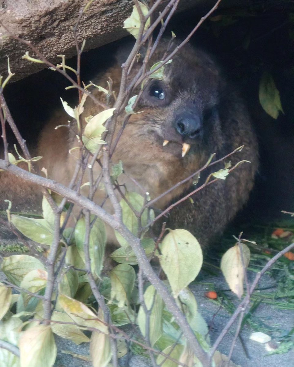 Snowball tweet media