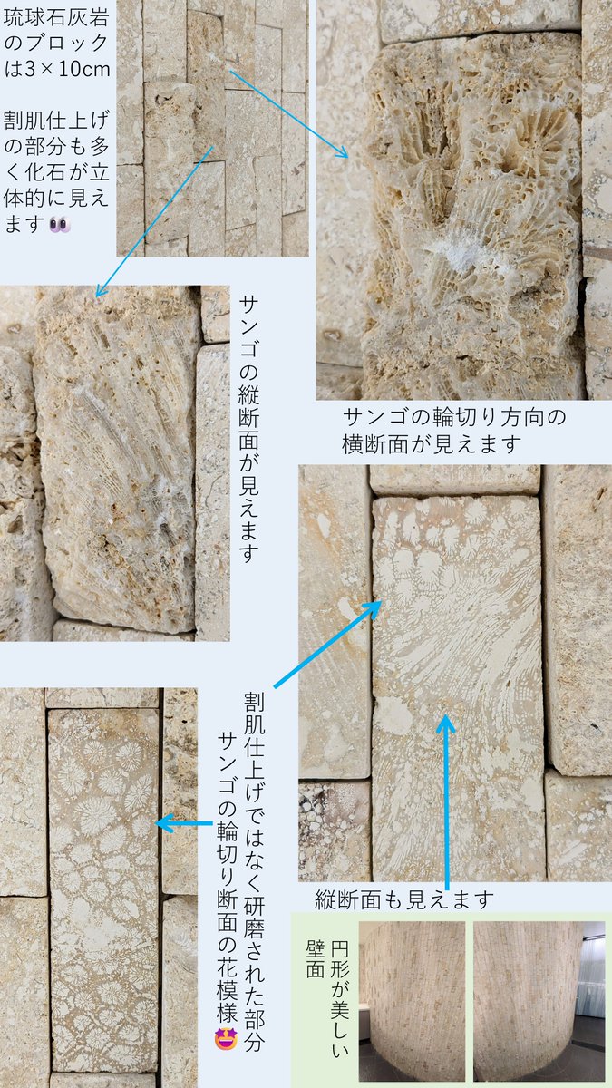 ニッポニテス (@Nipponites_) / Posts / X