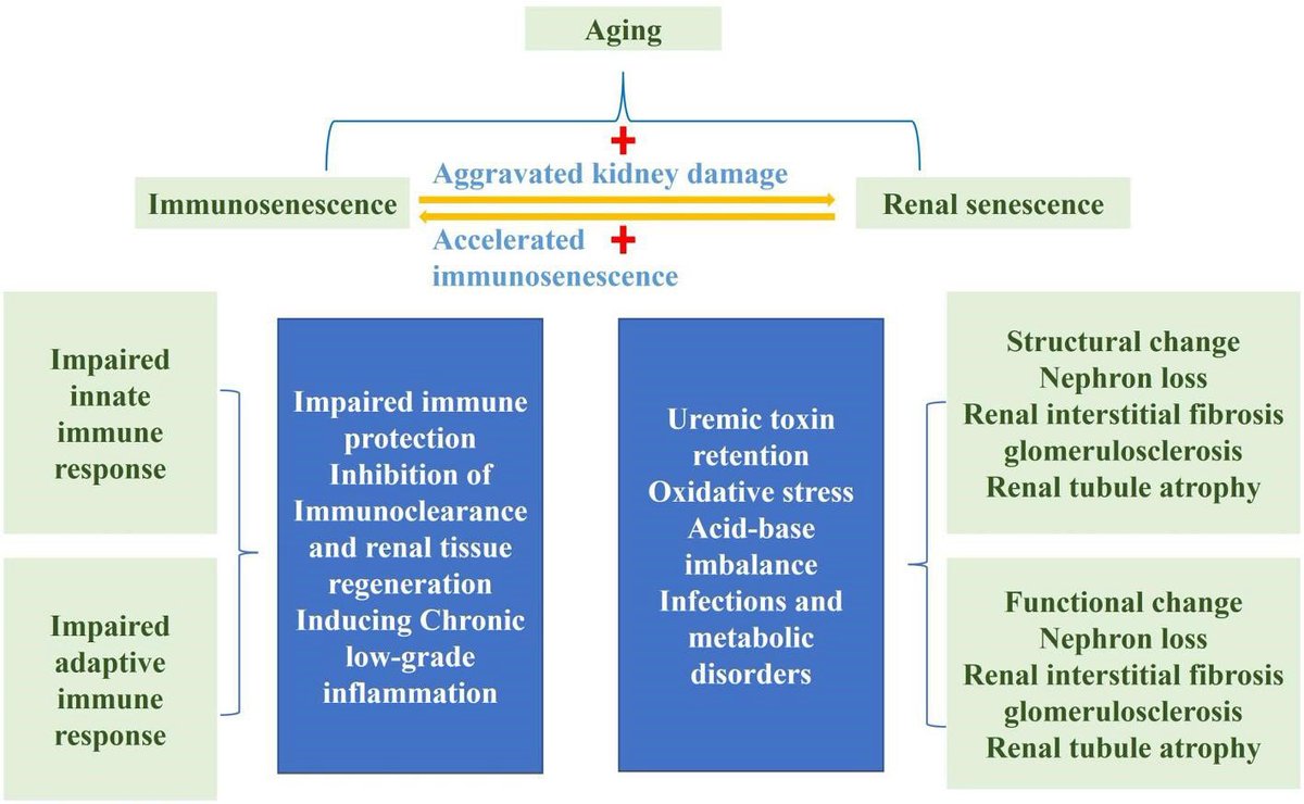 hardik4u24's tweet photo. #Aging 🧓🏽 + CKD 🫘 = a vicious loop

🛡️Immunosenescence → ↓ defense &amp; ↑ chronic inflammation
🧪CKD → uremic toxins, oxidative stress

➡️ Renal senescence, nephron loss &amp; fibrosis accelerate

Break the inflammation–senescence axis

🔗 https://t.co/ODqfHyP4Jt

#CKD #Nephrology https://t.co/LVd2ZO29EC