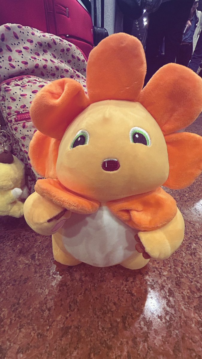 sophia_onu's tweet photo. má notícia: meu voo tá #atrasado
boa notícia: eu ainda não fui parada pela polícia pela quantidade absurda de pompompurins na minha posse https://t.co/mc2A38kSmN