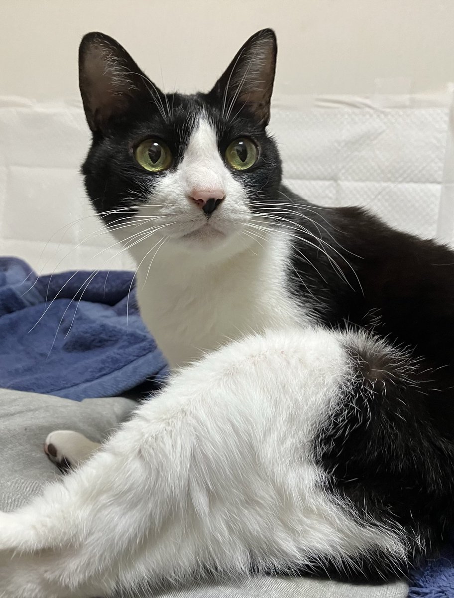 もう金曜日⁈
月曜祝日だと早く感じるなー

皆様良い週末をニャ😸