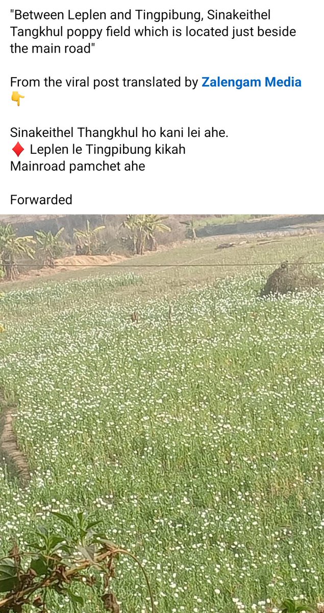 JangminTouthan1's tweet photo. Tangkhul poppy farm at Sana keithel 
While shameless Meiteis while only target and demonise only the kukis @IndiaTodayNE @meiteiheritage @Spearcorps @NELiveTV @the_hindu @adgpi @ANI https://t.co/INbuVFfSqM
