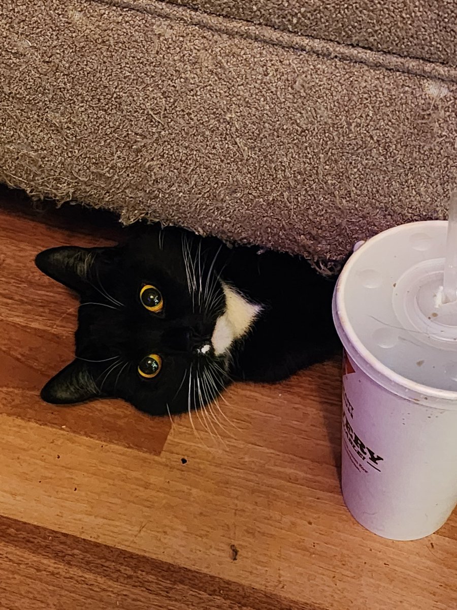 Kitten ☠️ 🐈‍⬛💋🐈‍⬛💋☠️ tweet media