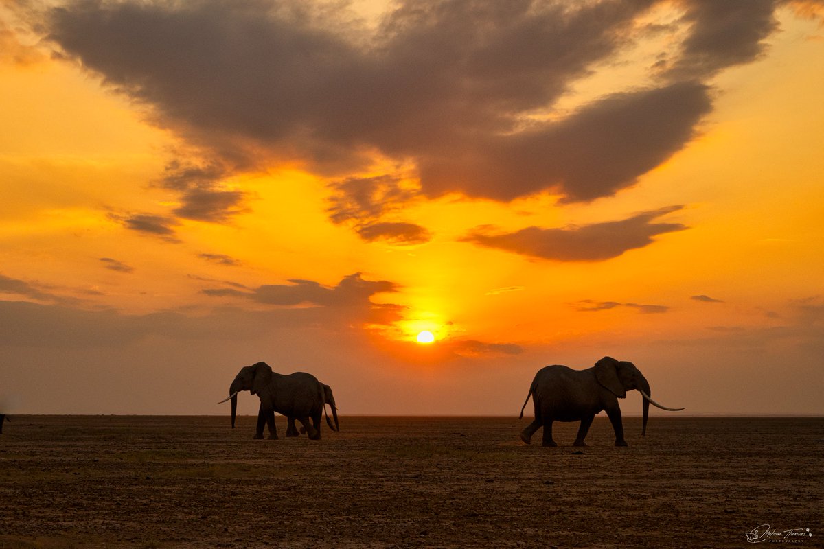 Mohan Thomas tweet media