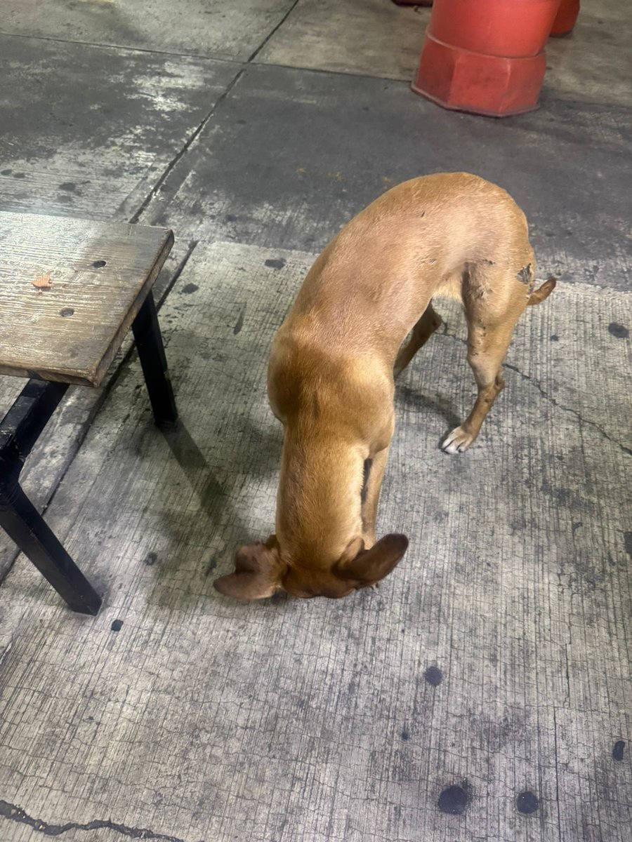 Amigos,nos reportan a esta perrita que desde 3 días deambula por la misma zona.

Es muy amistosa y noble,talla mediana.

Está en alcaldía Álvaro Obregón,por seguridad no ponemos ubicación exacta pero si alguien la puede ayudar o adoptarla,la llevamos hasta donde la puedan