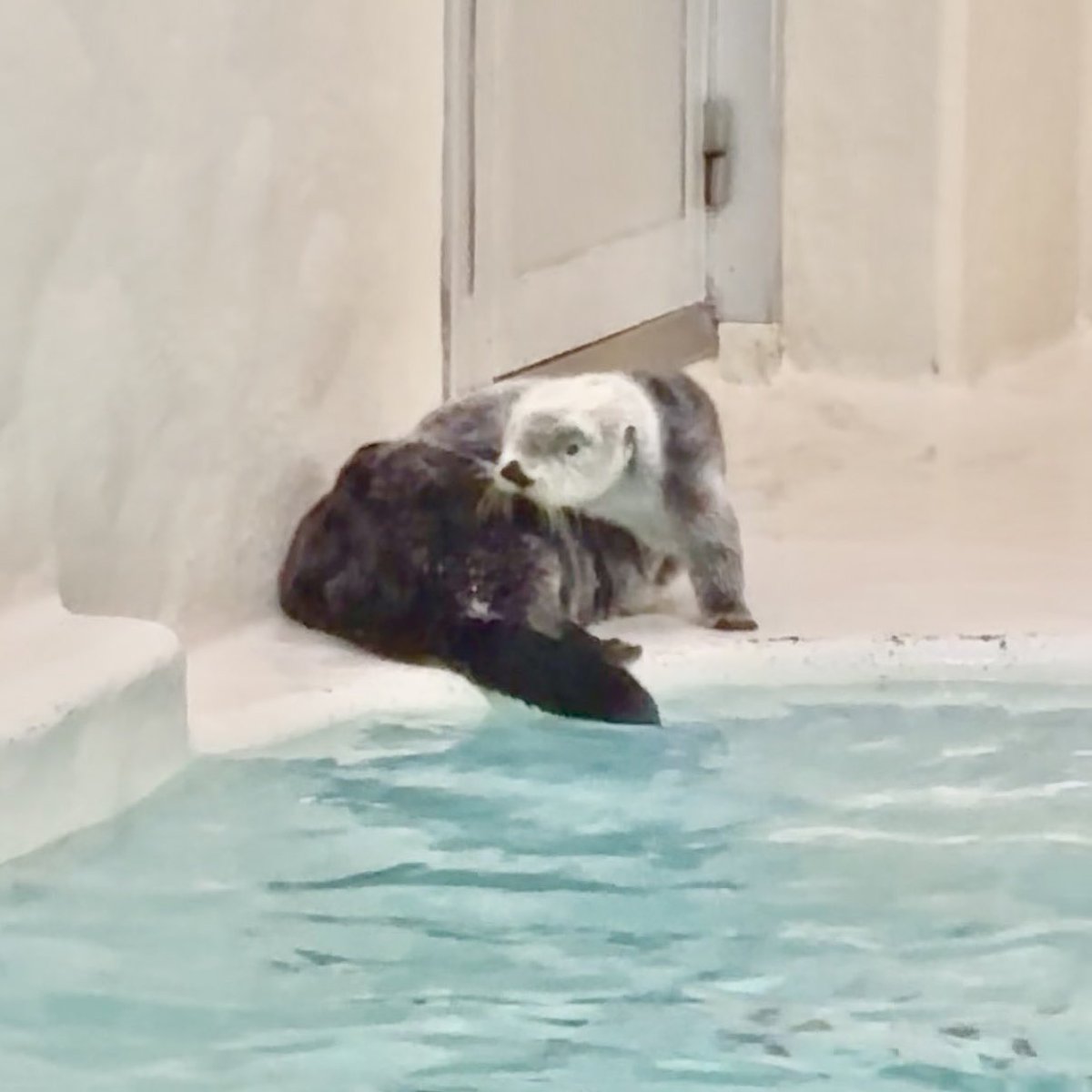 ちゃたろうL＇ (@schataro) / Posts / X