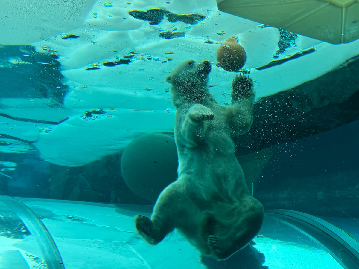 札幌市円山動物園（公式） tweet media