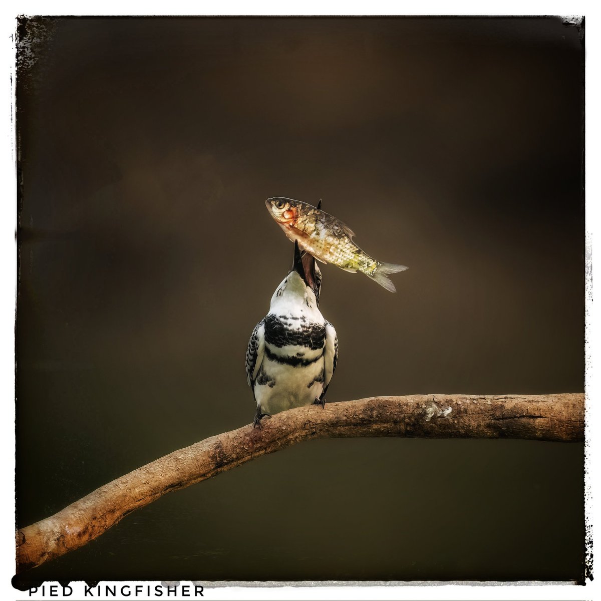 ragnyabhawani's tweet photo. @kirola_hemant Lovely. Heres...
Pied #Kingfisher 
#White Throated Kingfisher 
Oriental #Darter 
#Osprey 

#Piscivore 
#IndiAves https://t.co/e1kGZtFpsi