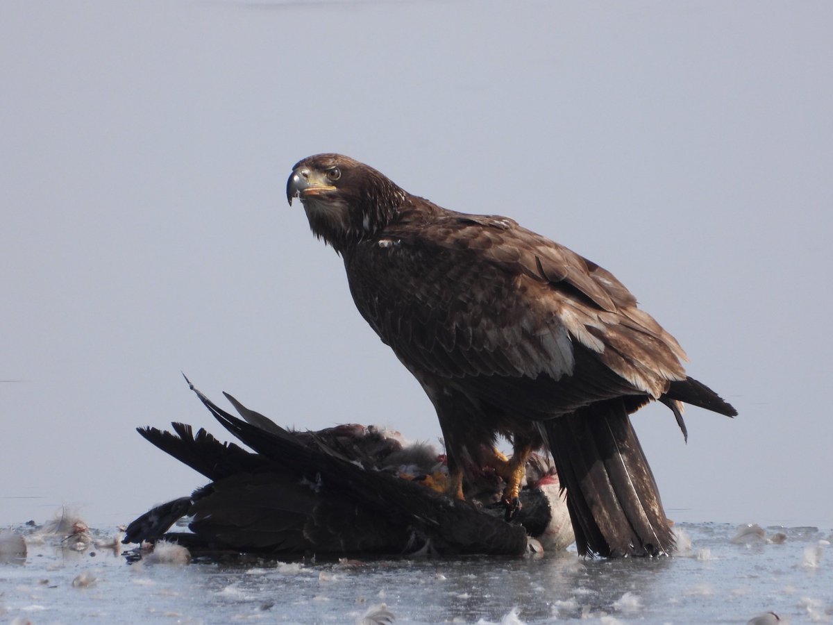 RiverQuest tweet media