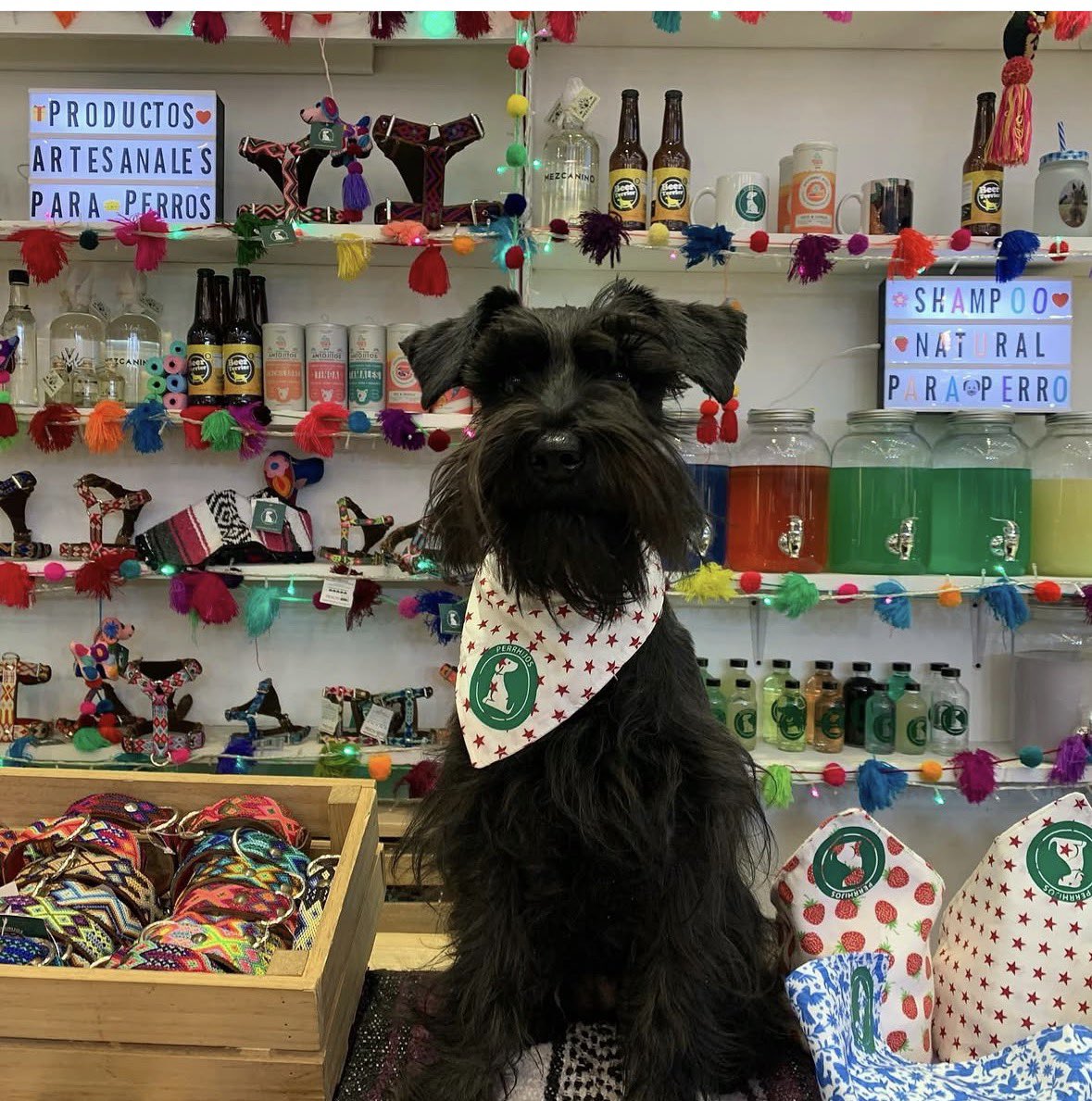 Perrhijos tweet media