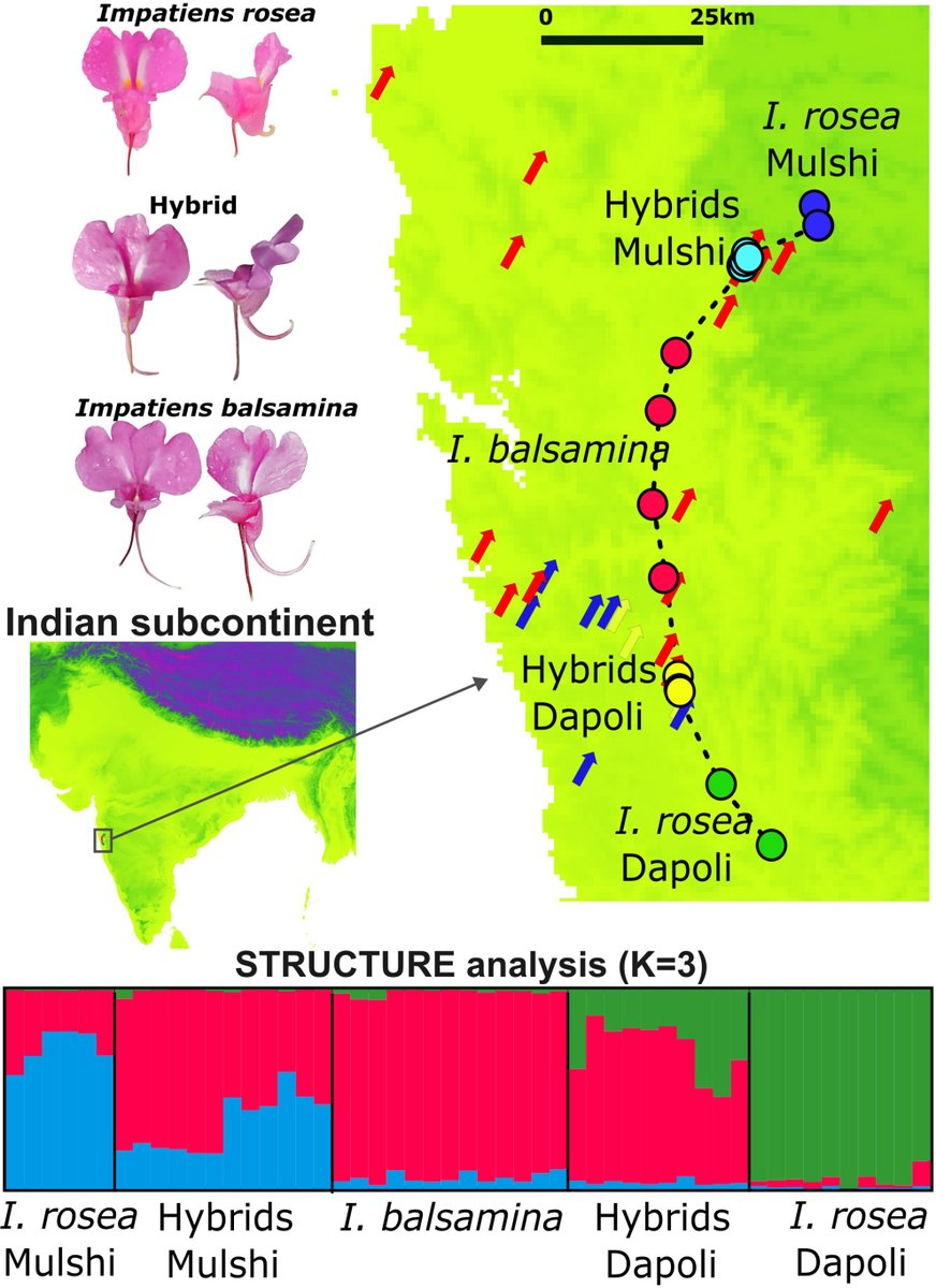 bio_iisertvm's tweet photo. Congratulations to the team of Ullasa Kodandaramaiah for their recently published paper in the "Plant Biology" journal on the genetics of hybrid zone maintenance in plants. 
https://t.co/c23hq4rADv https://t.co/9a7fk85k8u