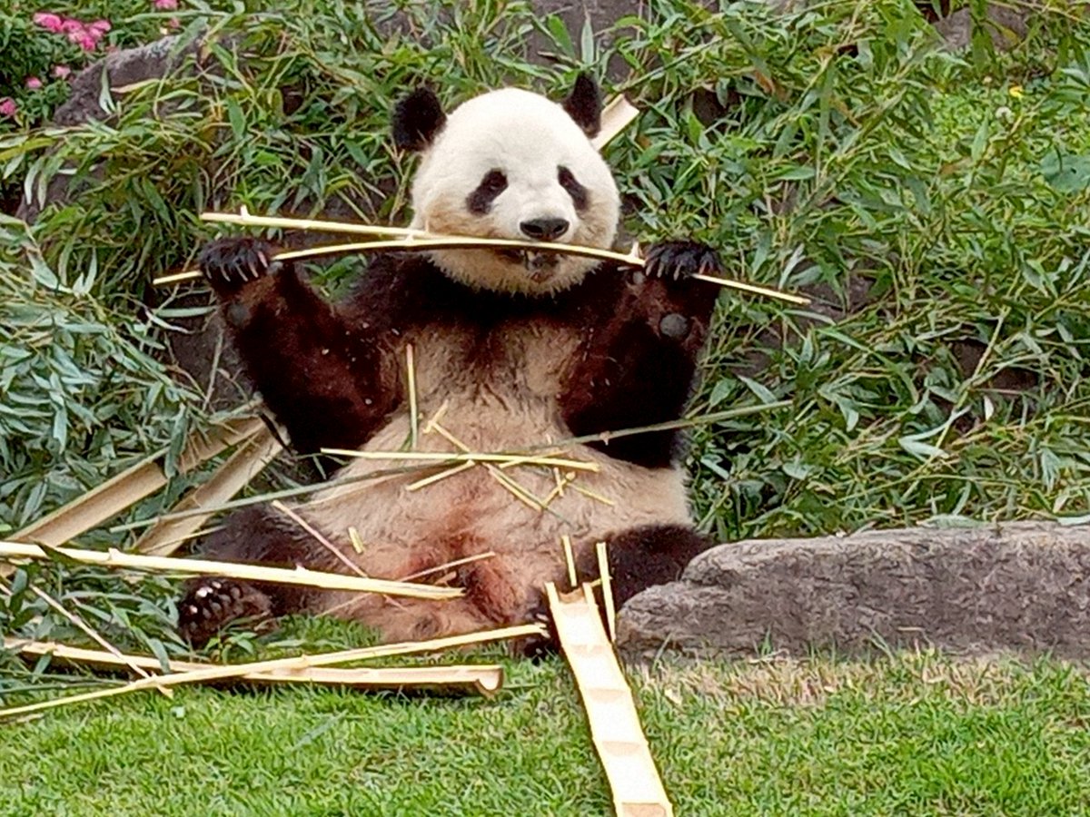 技術評論社パンダ部 (@gihyo_panda) / Posts / X