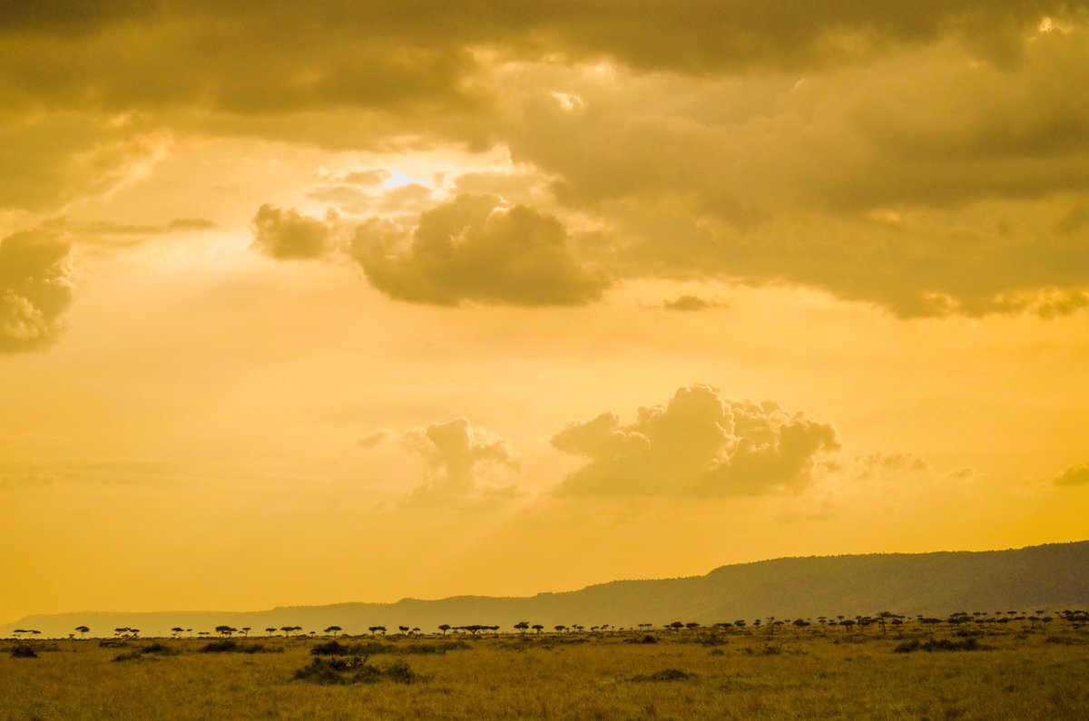 【金色の野】
ケニアのマサイマラを訪れた際の一枚です🐥この時思ったより動物たちに出会えた数は多くはなかったですが、そこに広がる光景は非日常的な美しさで感動的でした😊

#写真好きな人と繋がりたい