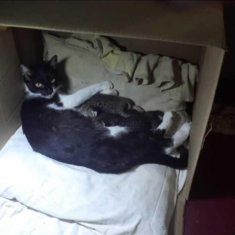 TRANSITO PARA MAMA CON BEBES EN VILLA DEVOTO
Ayuda para esta gata con sus bebés La gata parió en la terraza y los tiene en un lavadero, por favor quien pueda tomar el caso se traslada
Belén 1164889045

#TransitoParaGataMadre