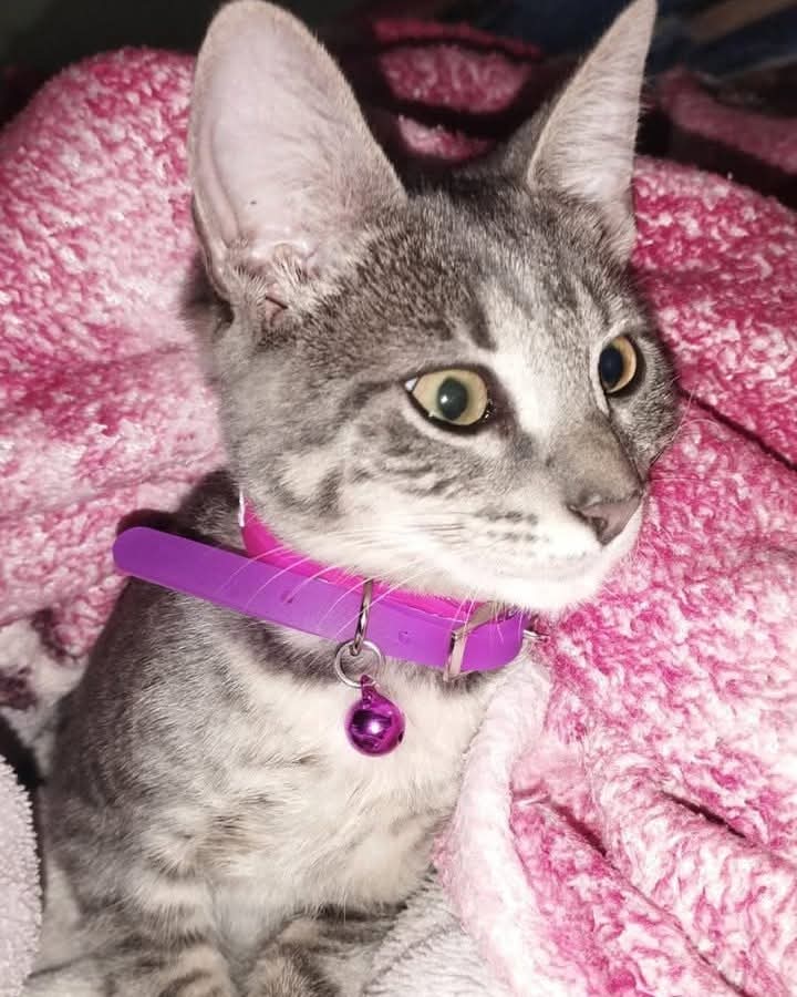 #Perdiamigato 📢📢📢
RT RT RT 

GATITA PERDIDA EN LANUS
Tiene 6 meses, no tenia el collar.
1153441774, Thalia

#gatitosperdidos