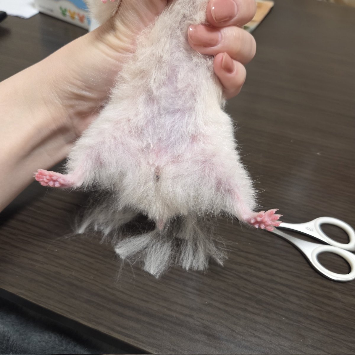 nsharinezumi's tweet photo. 尻毛カット https://t.co/GNgyhIyw2i
