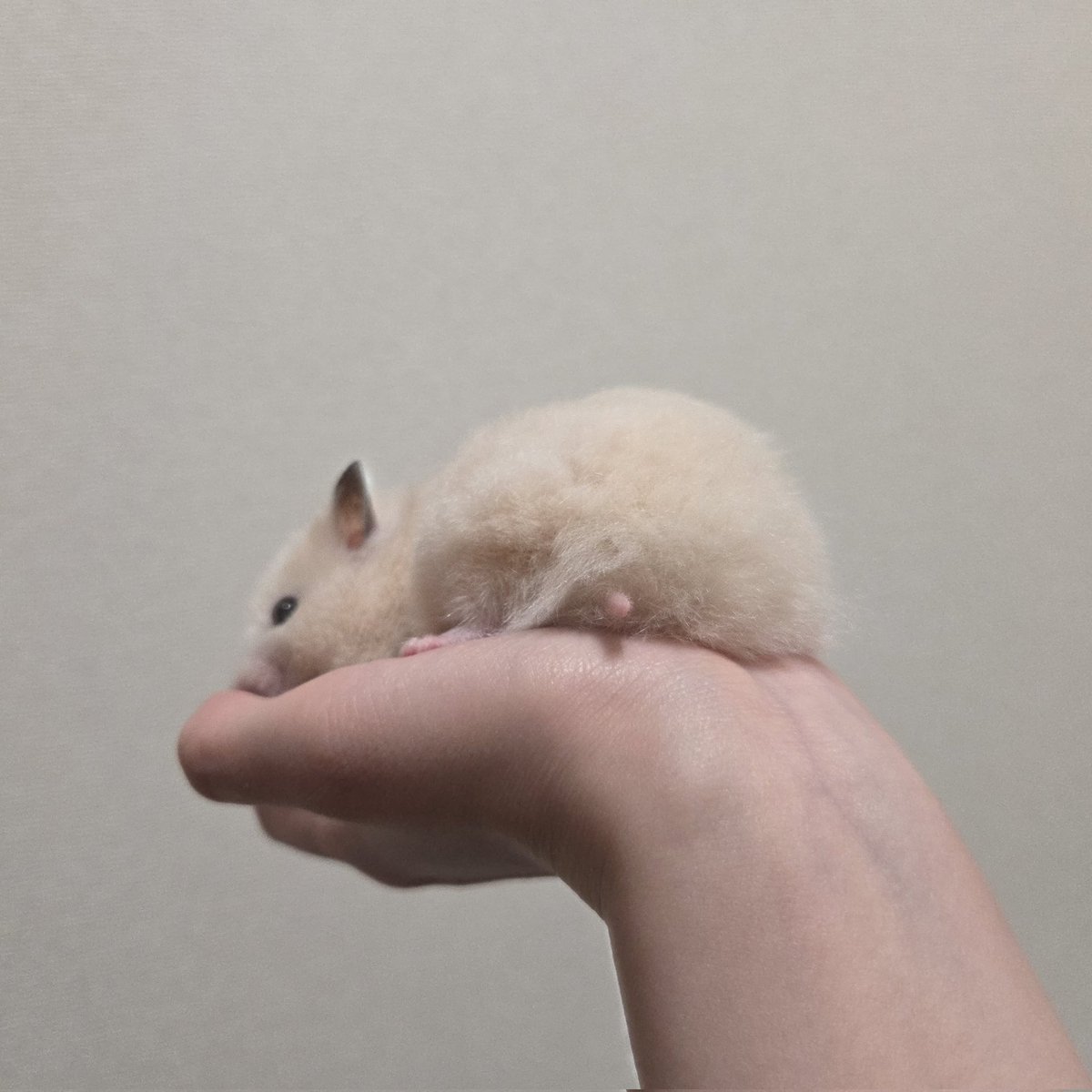 nsharinezumi's tweet photo. 尻毛カット https://t.co/GNgyhIyw2i